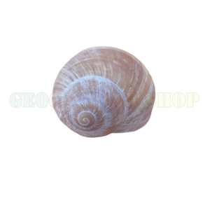 <b>Schnecken Nano </b>Mit Magnet